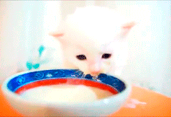 kitten eating GIF