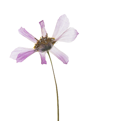 Sticker by pureencapsulations_de