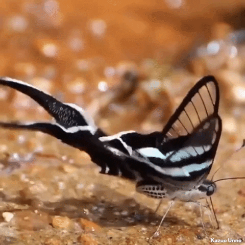 Shake It Dancing GIF by Butterfly Conservation