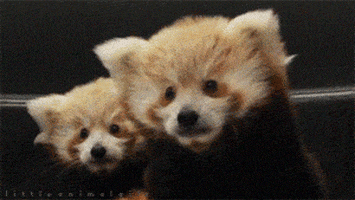 animals kiss twins set cuddle