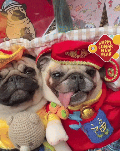 Chinese New Year Pug GIF