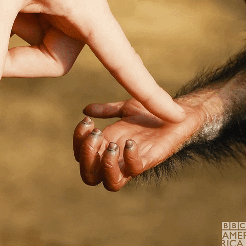 Bbc Earth Chimpanzee GIF by BBC America
