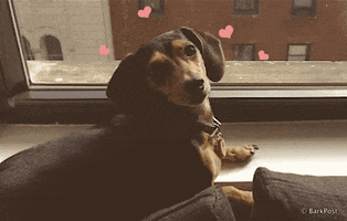Doxie Love animated GIF