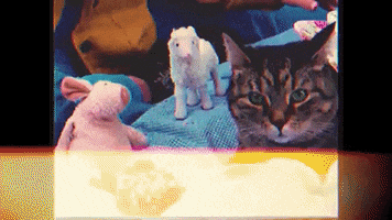 Cat Love GIF by Visual Smugglers