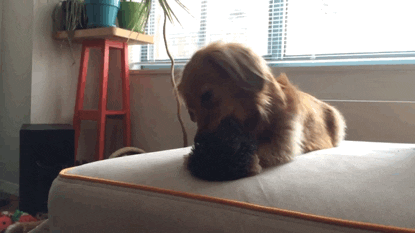 a dog chewing on a dog toy