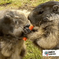 Hungry Early Spring GIF by SWR Kindernetz