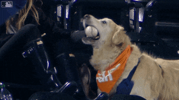 Dog Baseball GIF by New York Mets