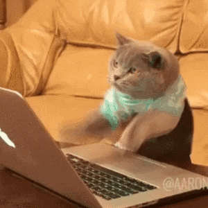 Cat typing quick quick