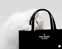 Kate Spade Cat GIF by kate spade new york