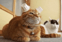 Cat Pounce GIF