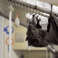 fruit bat GIF by San Diego Zoo