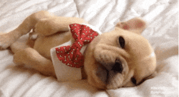 tired jet lag GIF by The BarkPost 