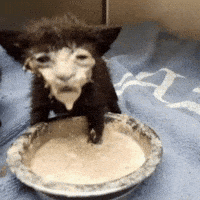 Side Eye Funny Cat GIF