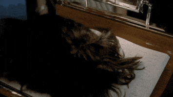 humor lol GIF by Old Spice