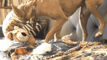 dog toy GIF by The BarkPost 