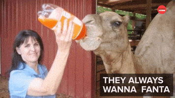Best Friends Funny Animals GIF by BuzzFeed