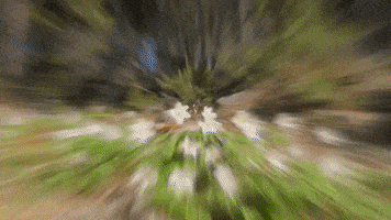 Golden Retriever Dogs GIF by Mall Grab