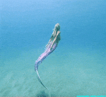 mermaid ocean gif GIF