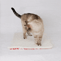 Relaxed Cat GIF by thecatball