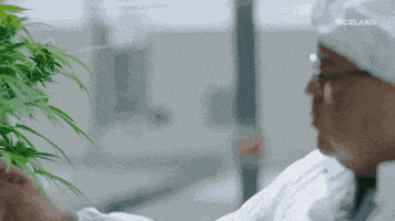 viceland GIF by WEEDIQUETTE