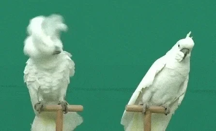 Bird Reaction GIF