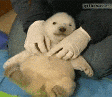Polar Bear Tickle GIF
