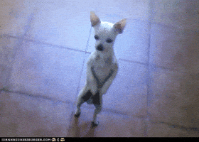Dog GIF