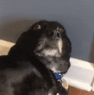 🌩️ Fireworks, Thunder & Panic: Helping Pets with Noise Anxiety