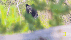 69-Year-Old Wisconsin Woman Severely Injured in Bear Attack This Past Weekend 🐻