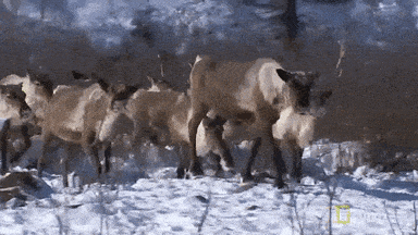 Mass Caribou Slaughter in Manitoba Sparks Outrage and Calls for Reform ⚖️
