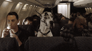 ✈️ Pet Travel 101 Vol. 3: Flying Fur-ry, Air Travel Tips for Pet Parents