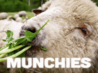 🌱 Top cannabis dividend stocks