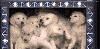 The power of cute, Victorian thrill rides, and a birding mystery