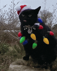 🥯  🎄 Your weekend in ARL: 🎄🤠🍩 Honky Tonk Boe, Christmas Markets and Mini Donut Decorating(Dec. 11-14) 