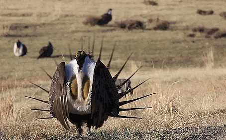End of an Era: Sage Grouse Declared Extirpated in North Dakota 🪹