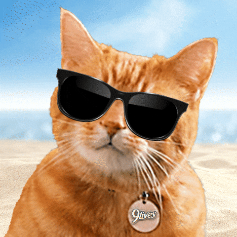 Cat Food Wow GIF by Morris the 9Lives Cat