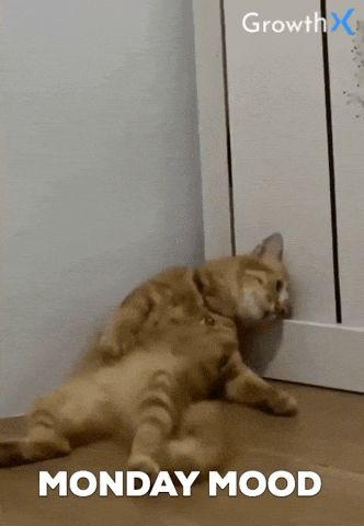 Monday Morning Cat GIF by GrowthX