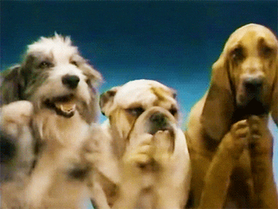 🥯 Your Weekend in ARL: mimosas, a party for your pets, and classy events that won't break  the bank (June 6-8)