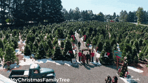 🎄 New Trees in Town