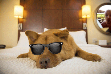 ✈️ Pet Travel 101 Vol. 4: Hotel Hacks for Pets on the Go