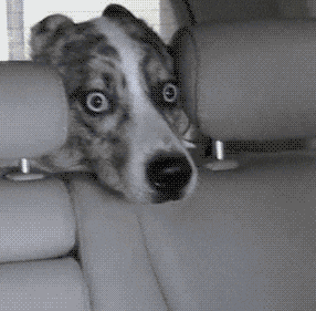Scared Dog GIF