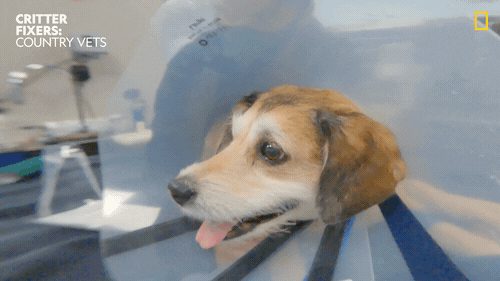 🤕 The Bark-Byte – Pet First-Aid 101: Vol. 4How to Handle Cuts, Scrapes & Broken Nails