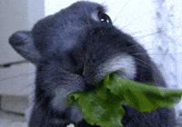 Baby Eating GIF