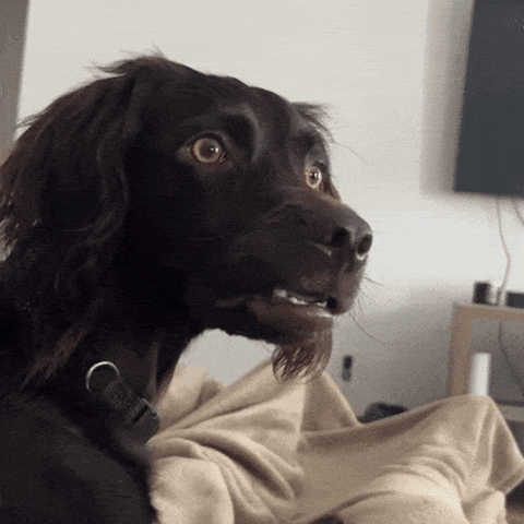 Giphy - Dog What GIF by MOODMAN