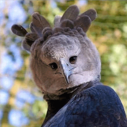 Giphy - Confused Harpyeagle GIF by CheekysBrand
