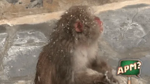 Monkey Mono GIF by Alguna Pregunta Més? Monkey Mono GIF by Alguna Pregunta Més?