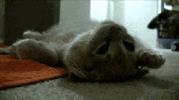 sleepy cat GIF