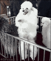 Dance Party Dancing GIF