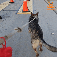 Best Friends GIF by Best Friends Animal Society