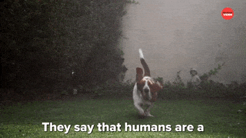 Best Friends Dog GIF by BuzzFeed
